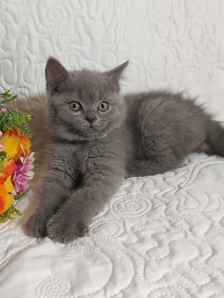 british shorthair mimo | Foto 6