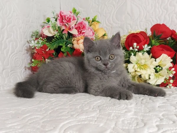british shorthair mimo | Foto 4