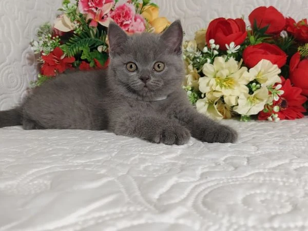 british shorthair mimo | Foto 3
