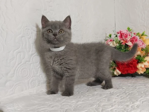 british shorthair mimo | Foto 2