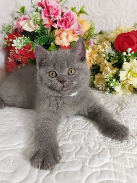 british shorthair mimo