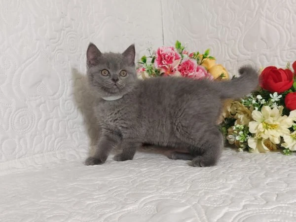 british shorthair mimo | Foto 1