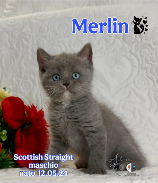 scottish straight bellezza rara 