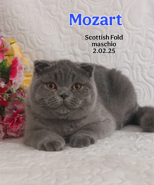 scottish fold/ straight 