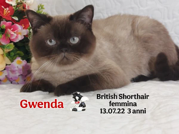 scottish fold/ straight  | Foto 5