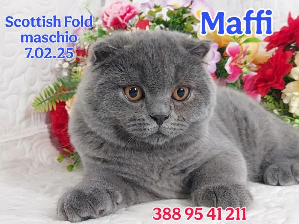 scottish fold/ straight  | Foto 4