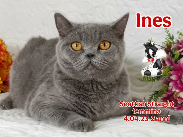 scottish fold/ straight  | Foto 3
