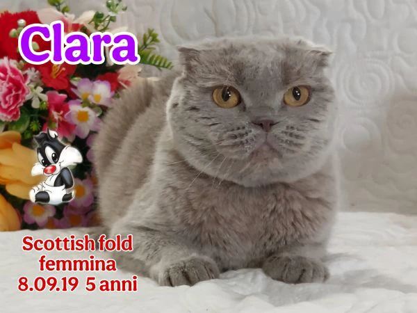 scottish fold/ straight  | Foto 2