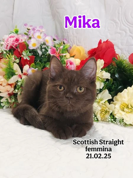 scottish fold/ straight  | Foto 1