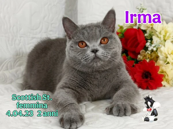 scottish fold/ straight  | Foto 0