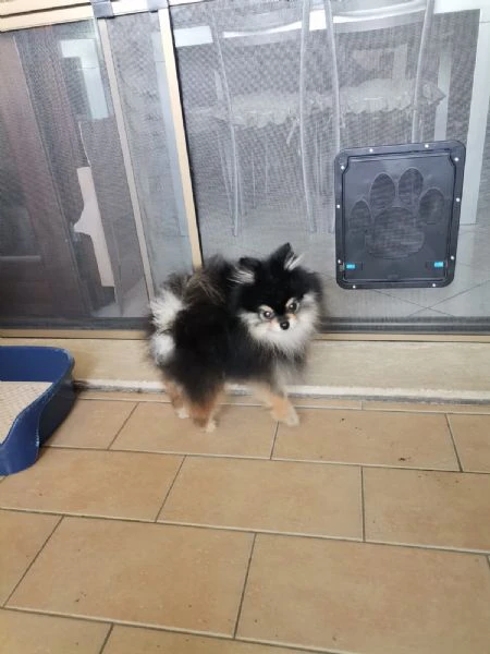 stallone spitz tedesco nano per monta.  | Foto 5