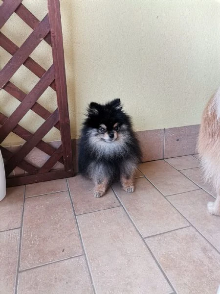 stallone spitz tedesco nano per monta.  | Foto 4