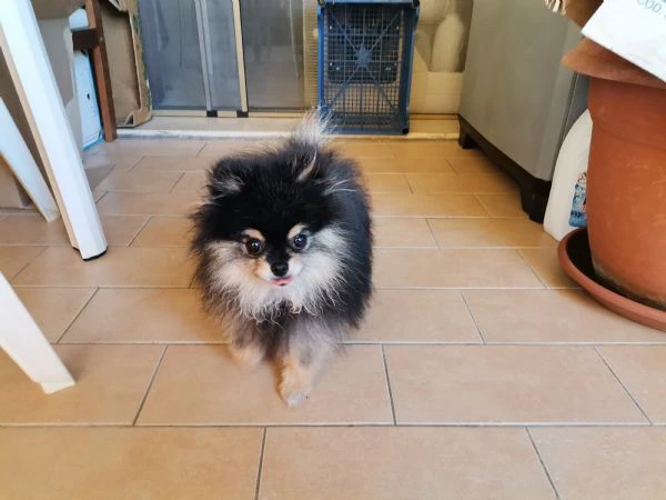 stallone spitz tedesco nano per monta.  | Foto 3