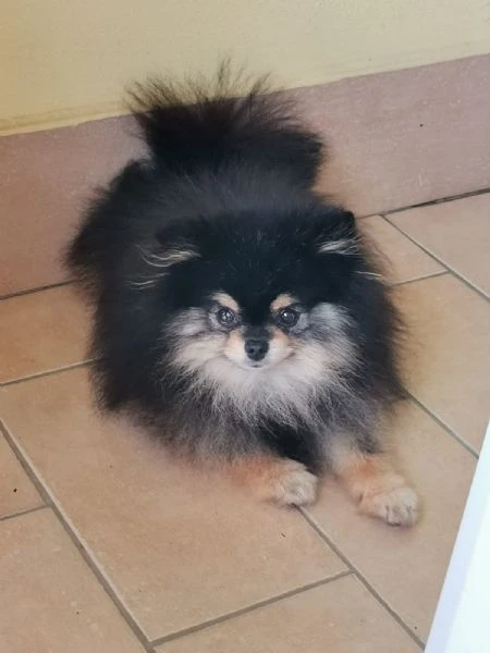 stallone spitz tedesco nano per monta.  | Foto 2