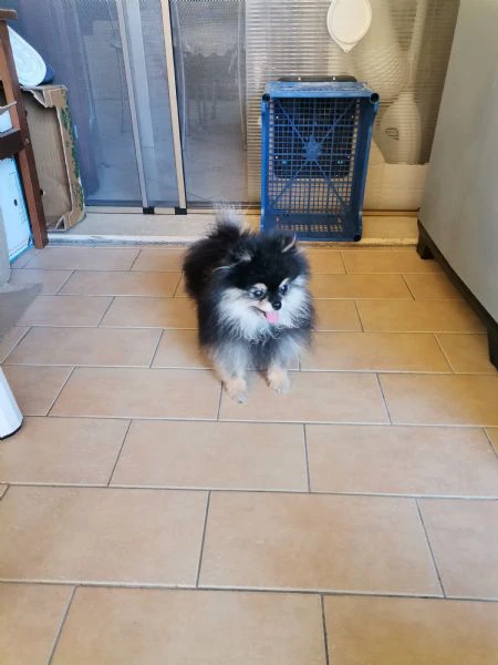 stallone spitz tedesco nano per monta.  | Foto 1