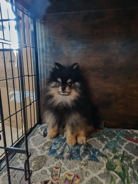 stallone spitz tedesco nano per monta.  | Foto 0