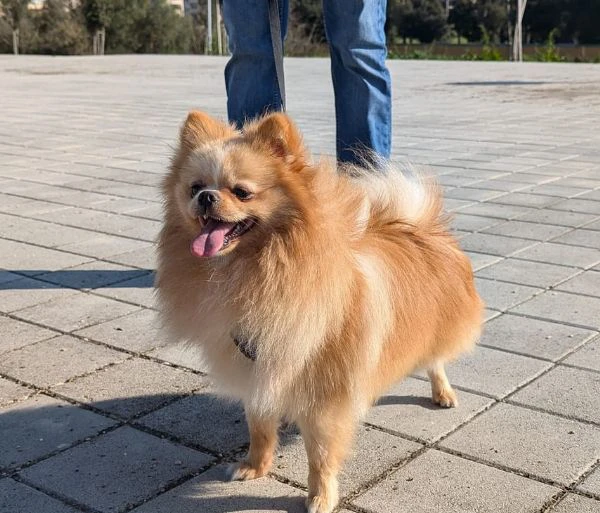 stallone di spitz tedesco nano per monta.  | Foto 1