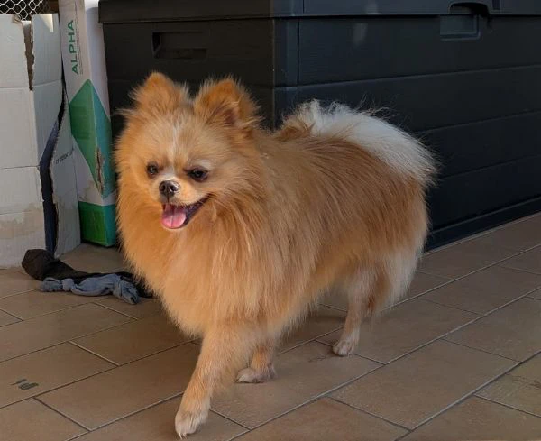stallone di spitz tedesco nano per monta.  | Foto 0