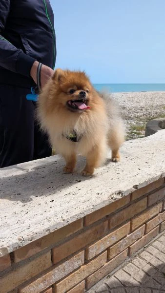 stallone di spitz tedesco nano disponibile per monta.  | Foto 4