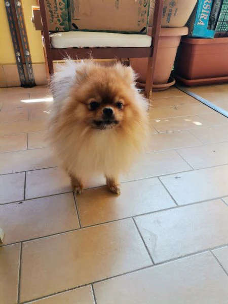 stallone di spitz tedesco nano disponibile per monta.  | Foto 3