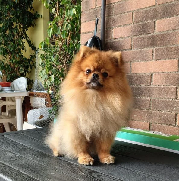 stallone di spitz tedesco nano disponibile per monta.  | Foto 2
