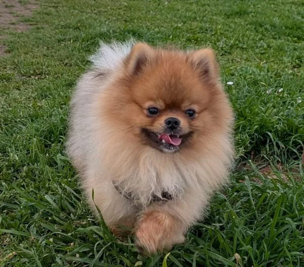stallone di spitz tedesco nano disponibile per monta. 