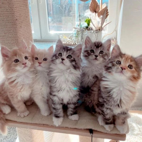 gatti maine coon maschio e femmina