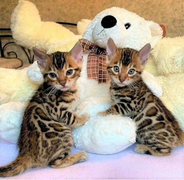 gatti bengali disponibili