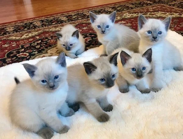 gattini siamesi in adozione