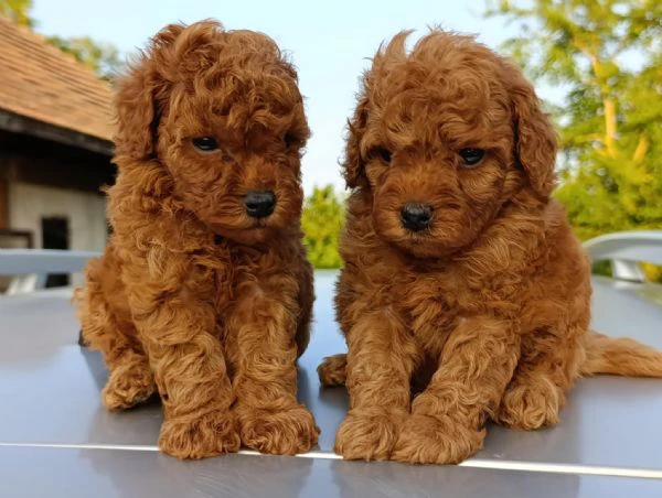 barboncino toy rosso – bellissimi cuccioli in vendita | Foto 6