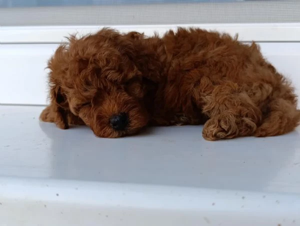 barboncino toy rosso – bellissimi cuccioli in vendita | Foto 5