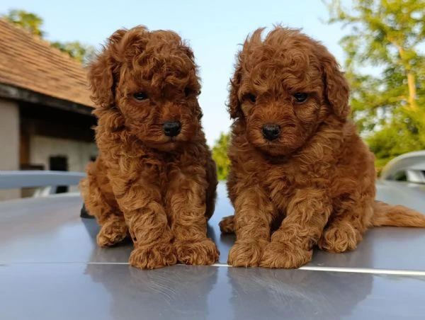barboncino toy rosso – bellissimi cuccioli in vendita