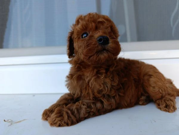 barboncino toy rosso – bellissimi cuccioli in vendita | Foto 4