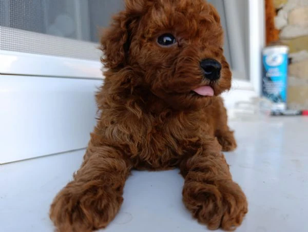 barboncino toy rosso – bellissimi cuccioli in vendita | Foto 3