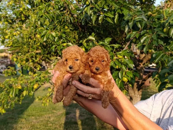 barboncino toy rosso – bellissimi cuccioli in vendita | Foto 2