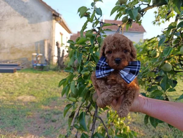 barboncino toy rosso – bellissimi cuccioli in vendita | Foto 1
