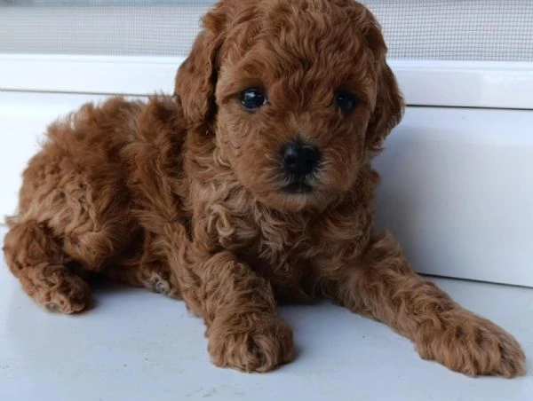 barboncino toy rosso – bellissimi cuccioli in vendita | Foto 0