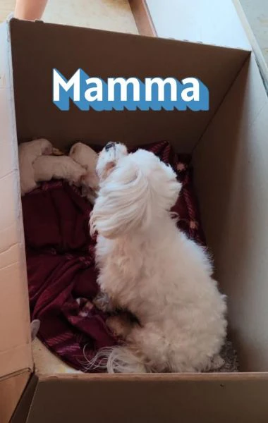 cuccioli maltese | Foto 6