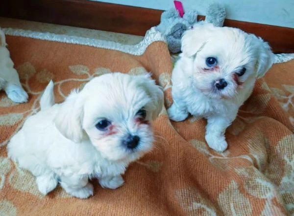 cuccioli maltese | Foto 5