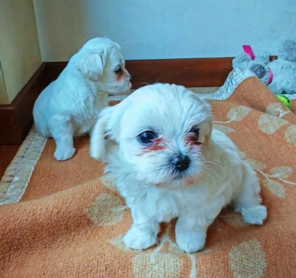 cuccioli maltese | Foto 4