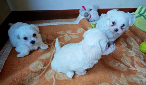 cuccioli maltese | Foto 3