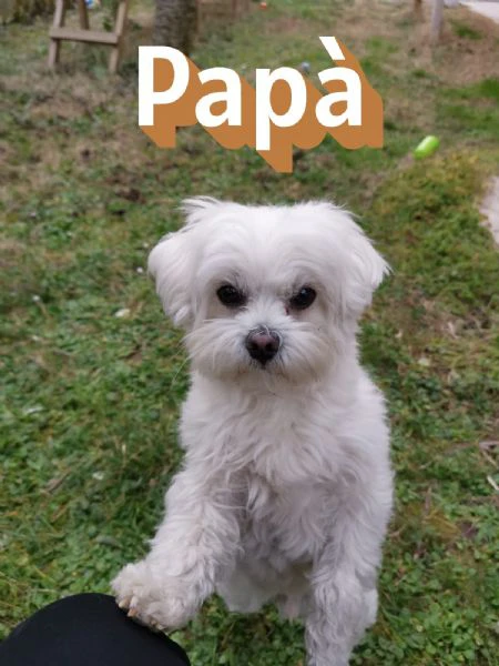cuccioli maltese | Foto 1