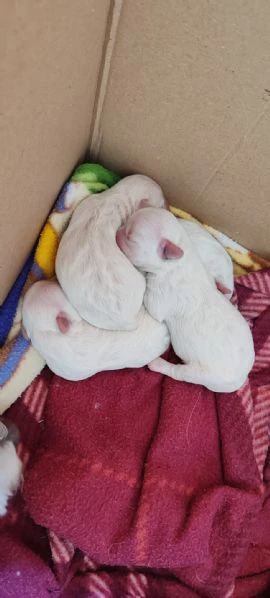 cuccioli maltese | Foto 0