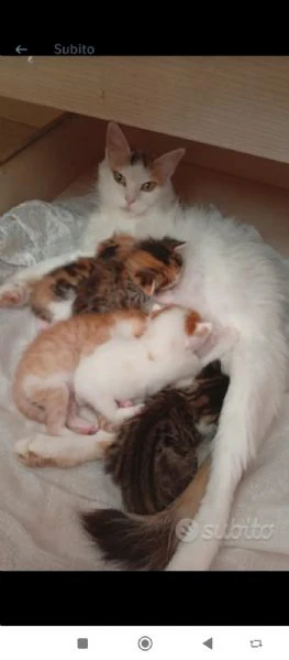 gattini japan bobtail 