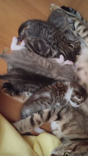 cuccioli di bengala incrocio abissino vendo ad euro cento solo per spese svezzamento  | Foto 0