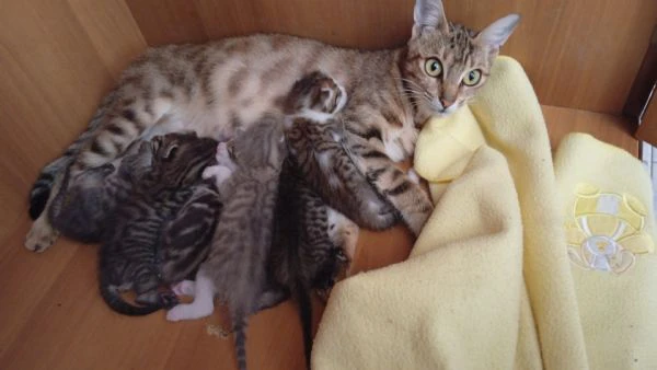 cuccioli di bengala incrocio abissino vendo ad euro cento solo per spese svezzamento 