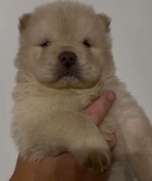 chow chow  | Foto 5
