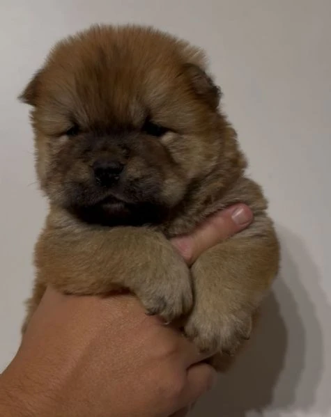 chow chow  | Foto 4