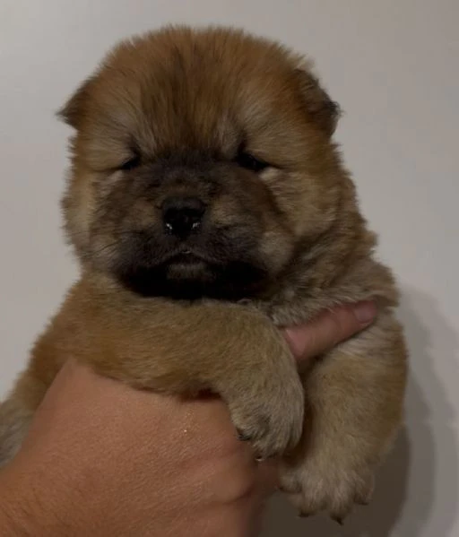 chow chow  | Foto 3