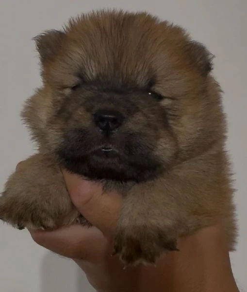 chow chow  | Foto 2